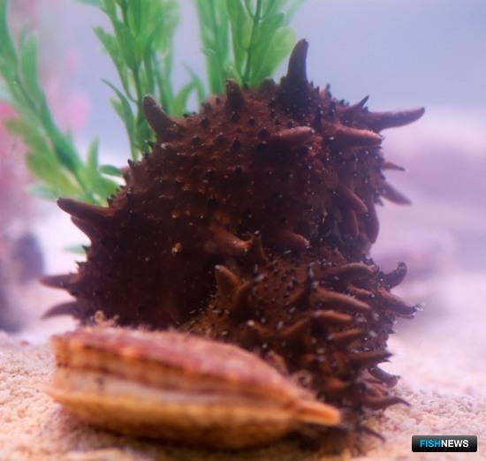 Глава &laquo;трепанговой ОПГ&raquo; ждет приговора