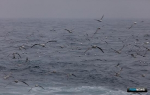 Атлантические квоты вновь предлагают бизнесу