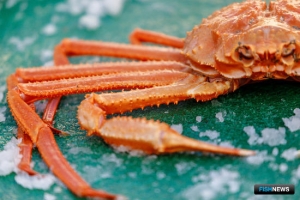 Росрыболовство подобрало для рыбаков новые ниши