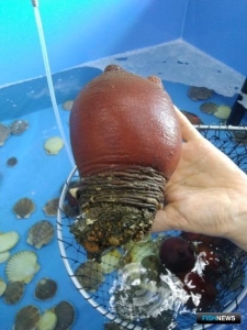 Марикультуре хотят добавить объектов