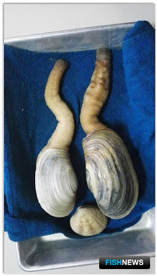 Новые объекты промысла разошлись на аукционе Новые объекты промысла разошлись на аукционе