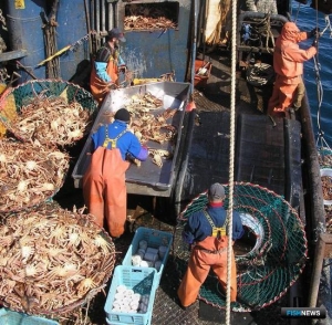 Минимальные суточные объемы превратились в лишний барьер, считают добытчики краба