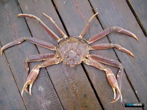 Канада решила наловить больше снежного краба