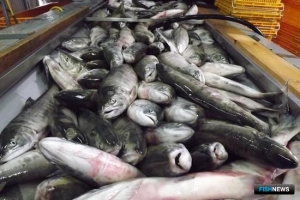 Для российской рыбы рассмотрят все возможности