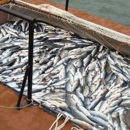 ДВНПС согласует планы по лососям ДВНПС согласует планы по лососям