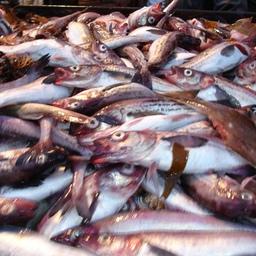 Рыбаки Приморья взяли более 230 тыс. тонн минтая