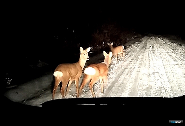 Тайга народная: ловцы и звери