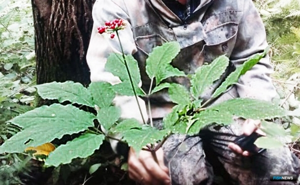 Тайга народная: невечные ценности