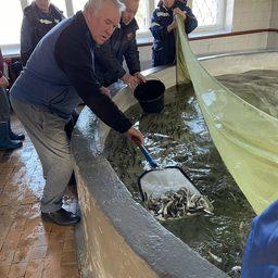 Заводская молодь пополнила запасы сиговых Заполярья Заводская молодь пополнила запасы сиговых Заполярья