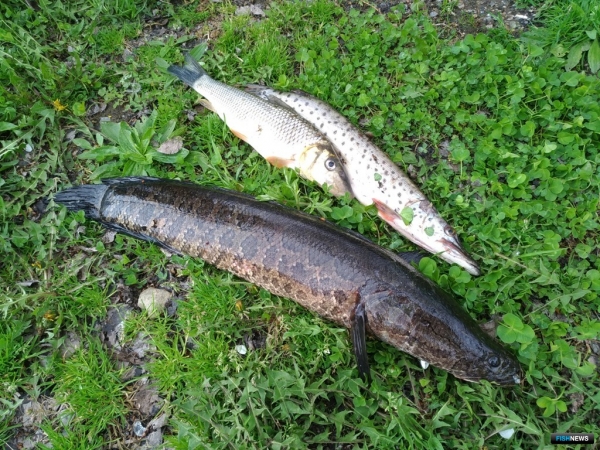 Тайга народная: невечные ценности