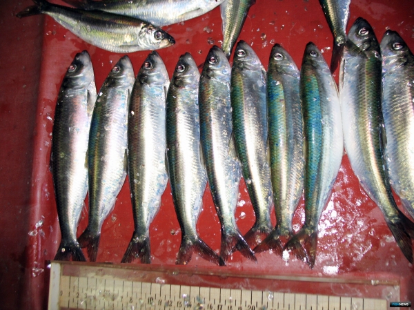 Салака не обещает богатого пополнения