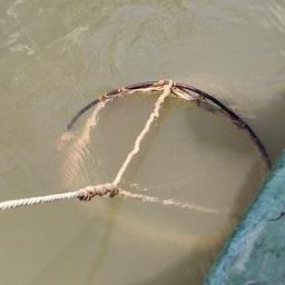 Молодь в лиманах Кубани навестили ученые Молодь в лиманах Кубани навестили ученые