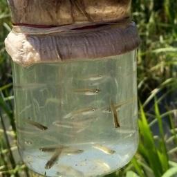 Молодь в лиманах Кубани навестили ученые Молодь в лиманах Кубани навестили ученые