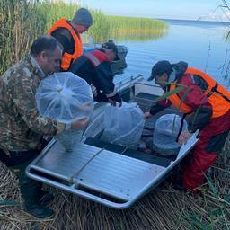 В Куршском заливе восстанавливают запасы сига