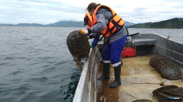 Нефтепорт пополнил природные запасы гребешка в Приморье Нефтепорт пополнил природные запасы гребешка в Приморье