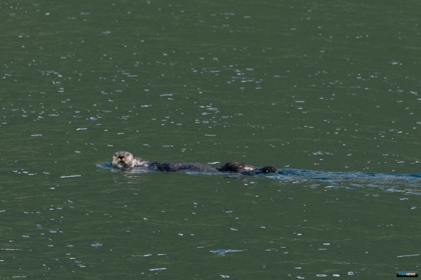 На юго-востоке Камчатки пересчитали каланов