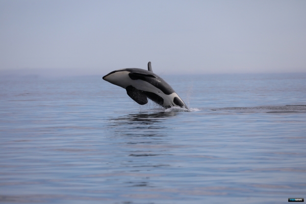 На юго-востоке Камчатки пересчитали каланов