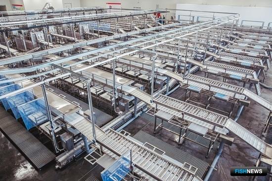 &laquo;Русский минтай&raquo; готовится пополнять рыбное меню россиян