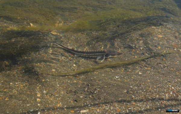 В Дагестане восстанавливают популяцию русского осетра