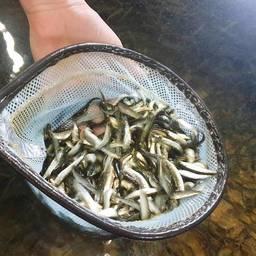 Новые корма опробовали на лососевой молоди