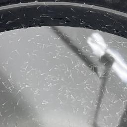 Наука подстрахует карпа от вырождения