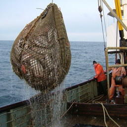 На промысел теперь можно заявиться через &laquo;Госуслуги&raquo;