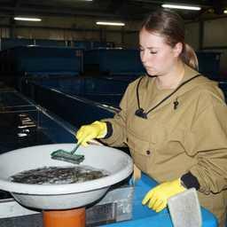 Камчатские ЛРЗ планируют заложить 60 миллионов икринок Камчатские ЛРЗ планируют заложить 60 миллионов икринок