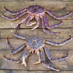 Для сертификатов происхождения сократили регламентные сроки