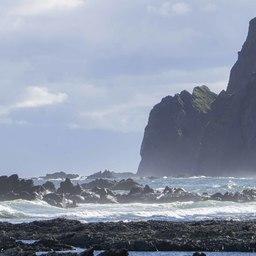 На Командорах продолжают изучать редкого тюленя