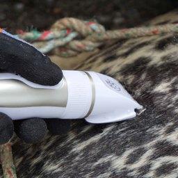 На Командорах продолжают изучать редкого тюленя На Командорах продолжают изучать редкого тюленя