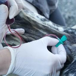 На Командорах продолжают изучать редкого тюленя На Командорах продолжают изучать редкого тюленя