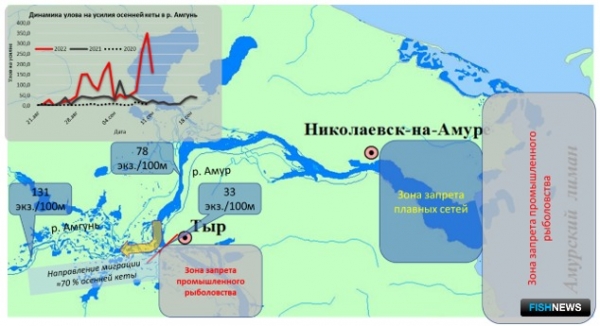 Ученые оценили миграцию амурской кеты