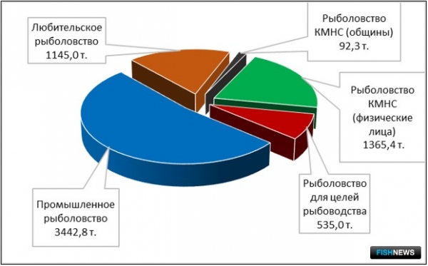 Ученые оценили миграцию амурской кеты