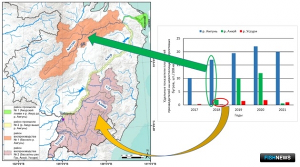 Ученые оценили миграцию амурской кеты