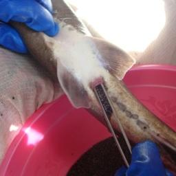 Заграничных осетроводов оставили без российской икры Заграничных осетроводов оставили без российской икры