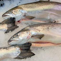 Квоты балтийской семги вновь попробуют продать