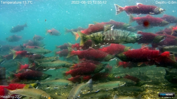 На Курильском озере собирают данные по нерке На Курильском озере собирают данные по нерке