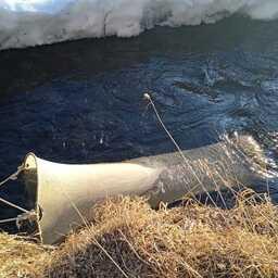Магаданские ученые готовят основу для будущих прогнозов по лососям Магаданские ученые готовят основу для будущих прогнозов по лососям