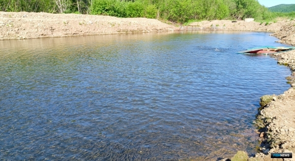 Лососевый &laquo;дебют&raquo; состоялся на Шкотовке