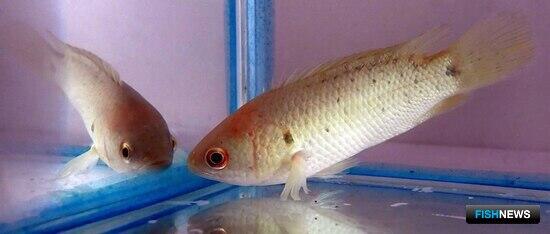 Рыбе-ползуну не пришелся по вкусу пластик Рыбе-ползуну не пришелся по вкусу пластик