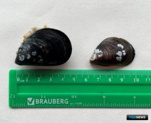 На Каспии найден новый моллюск-вселенец