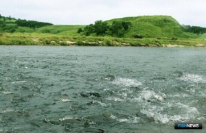 Рыболовам Сахалина и Курил приготовили &laquo;лососевую&raquo; памятку