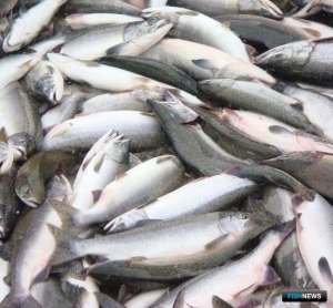 Чукотка распланировала лососевую путину