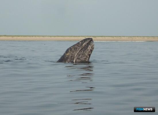 Продукции морского зверобойного промысла открыли доступ к ЕСХН Продукции морского зверобойного промысла открыли доступ к ЕСХН