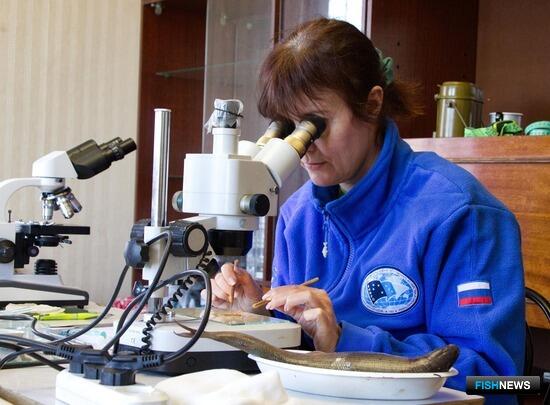 Наука вернулась к обитателям сибирских рек