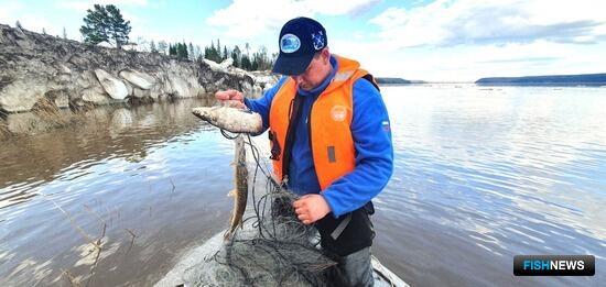 Наука вернулась к обитателям сибирских рек