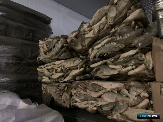 В Нижнем Поволжье огласят приговор за нелегальную рыбу В Нижнем Поволжье огласят приговор за нелегальную рыбу