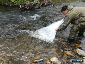 Реки Хабаровского края активно зарыбляют кетой