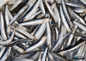 Искусственный интеллект помогает в подготовке прогноза для рыбаков