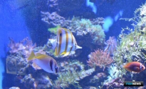 Австралийцы защитят Большой Барьерный риф от жаберных сетей